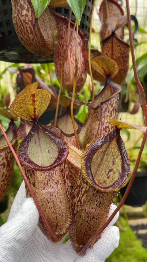 A hand holds several Nepenthes pitchers in a greenhouse