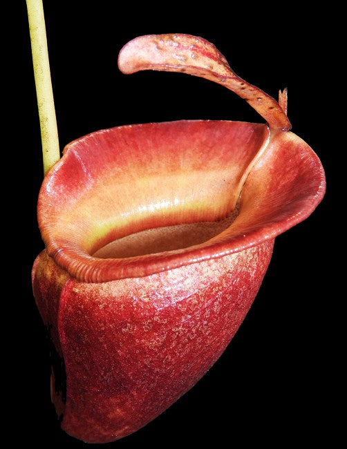 Nepenthes jacquelineae Potted