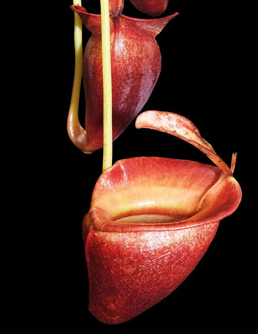 Nepenthes jacquelineae Potted