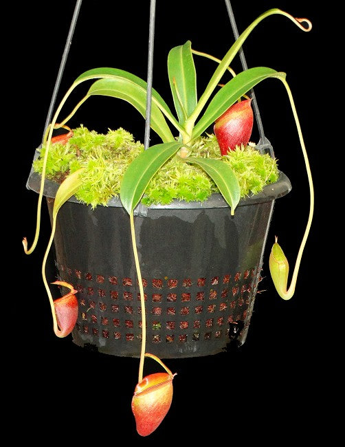 Nepenthes jacquelineae Potted