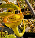 A potted Nepenthes jamban plant with a yellow pitcher with red edges, growing among other plants.