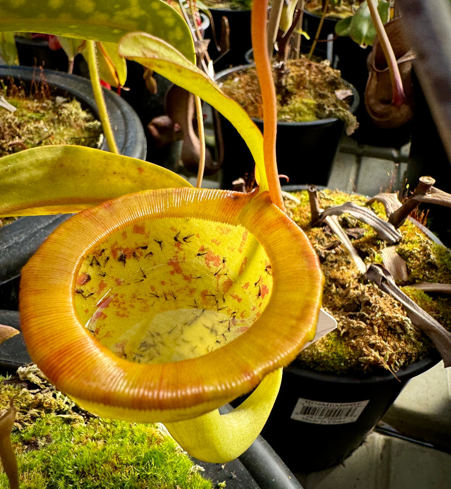 Close up view into a wide circular Nepenthe pitcher with a thin peristome and full of fluid and dead bugs