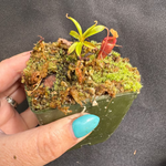 Hand holding a small pot with a green leaved Nepenthes pitcher plant