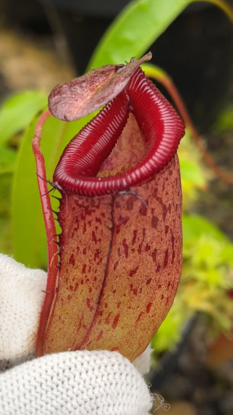 A hand holds a Nepenthes pitcher in a greenhouse 