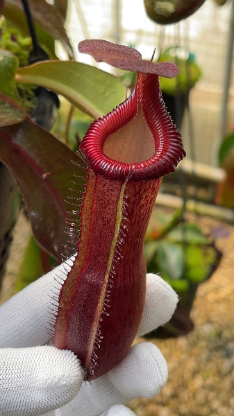 Nepenthes lowii x veitchii x boschiana x veitchii x maxima x veitchii x edwardsiana BE-4678