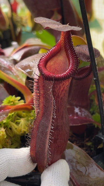 Nepenthes lowii x veitchii x boschiana x veitchii x maxima x veitchii x edwardsiana BE-4678