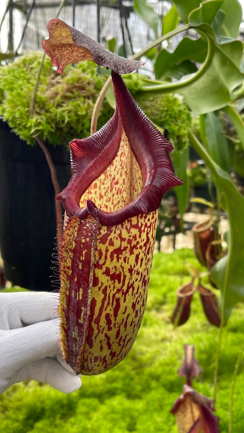 Nepenthes sibuyanensis x ( maxima x talangensis )