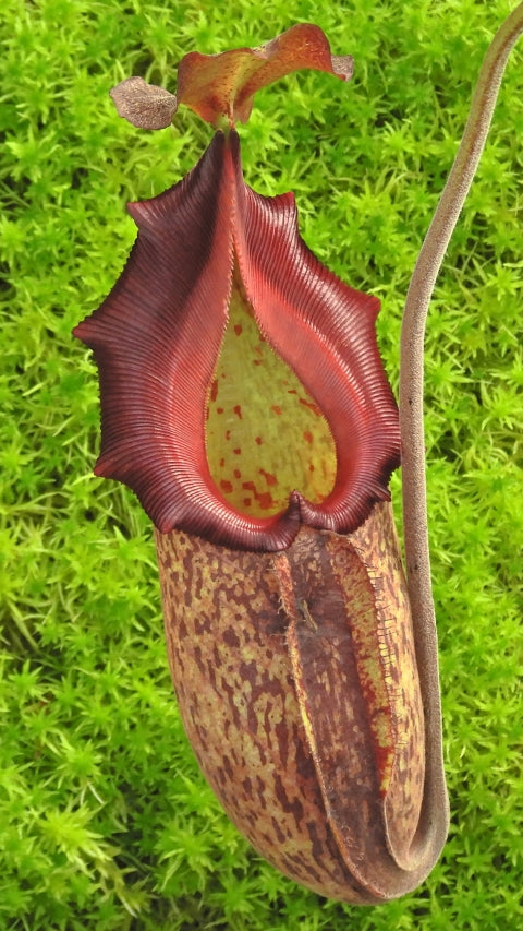 Nepenthes ( maxima x talangensis ) x robcantleyi Potted