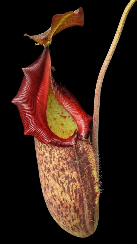 Nepenthes sibuyanensis x ( maxima x talangensis )