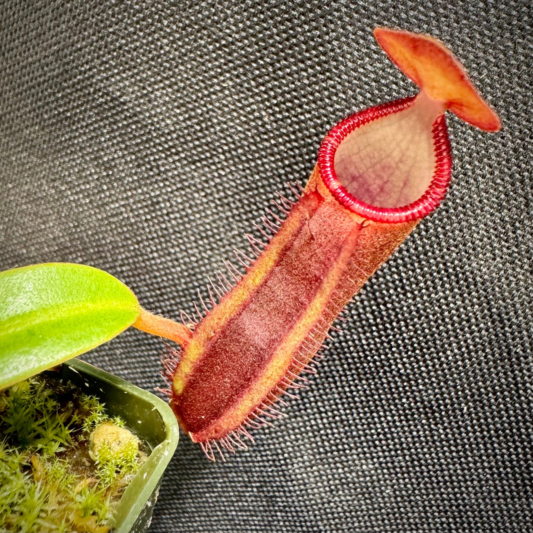 Nepenthes murudensis x edwardsiana giant