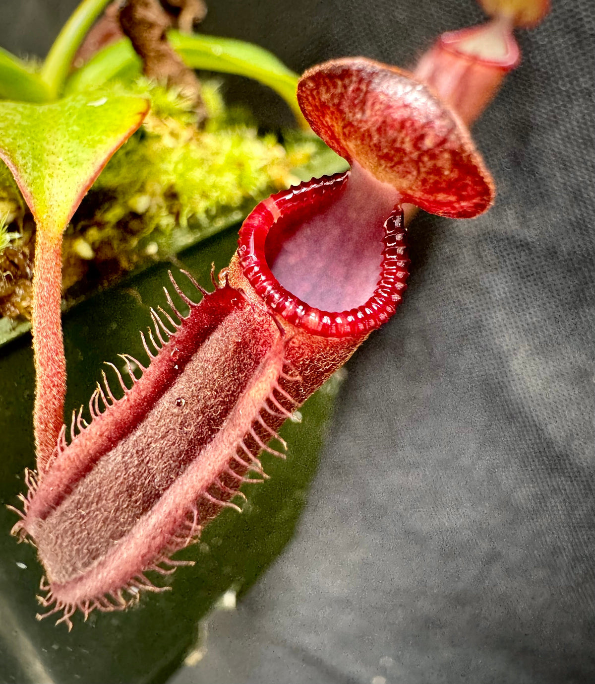 Nepenthes murudensis x edwardsiana “Giant” CalCarn