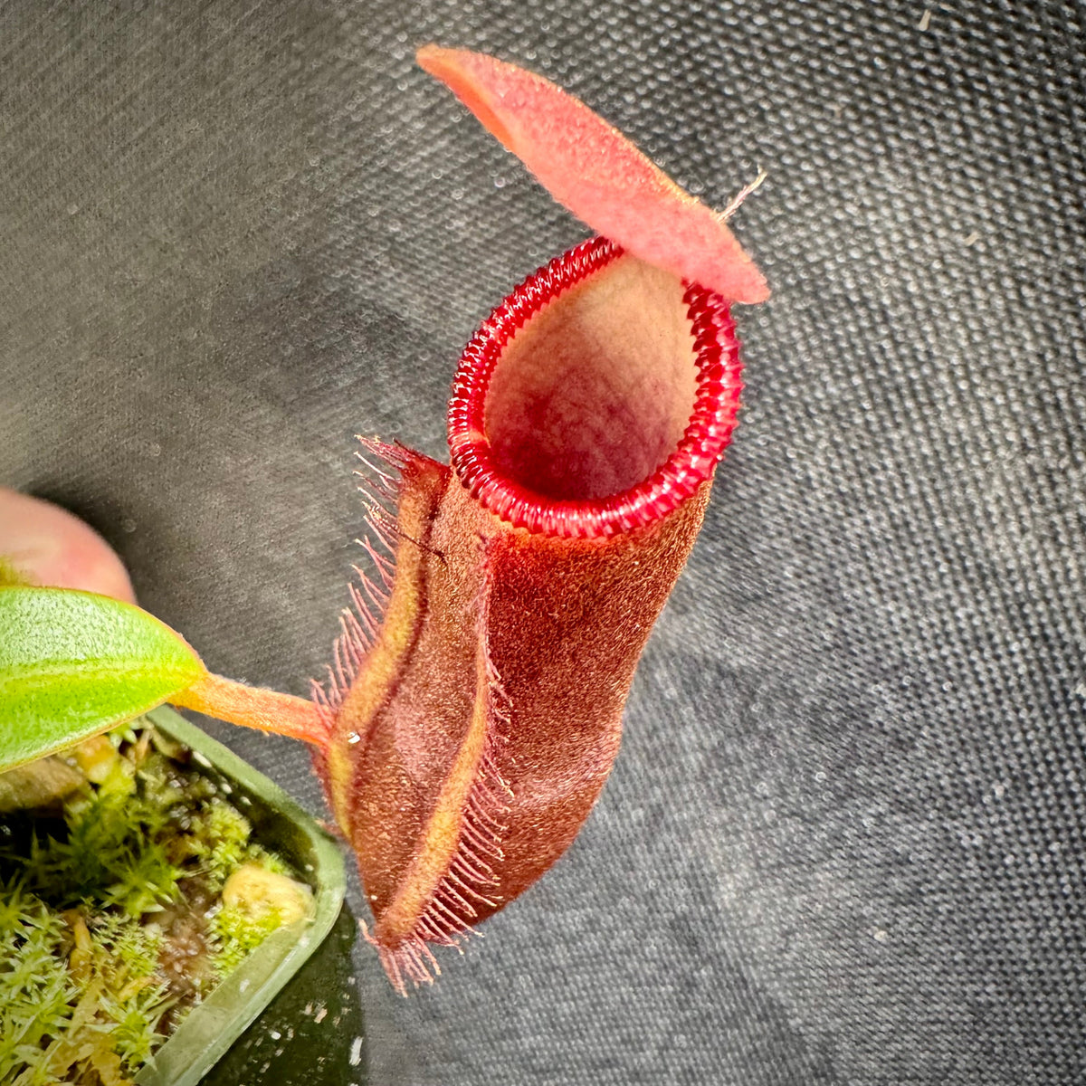 Nepenthes murudensis x edwardsiana giant
