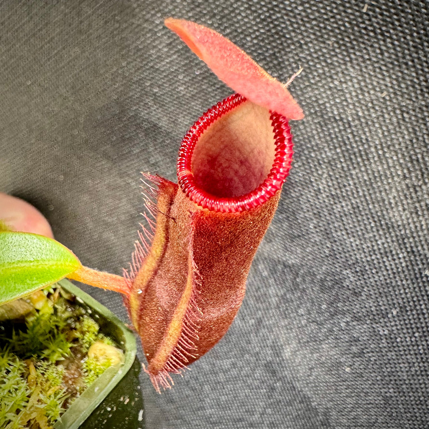 Nepenthes murudensis x edwardsiana giant