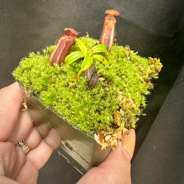 Nepenthes murudensis x edwardsiana giant