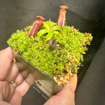 Nepenthes murudensis x edwardsiana giant