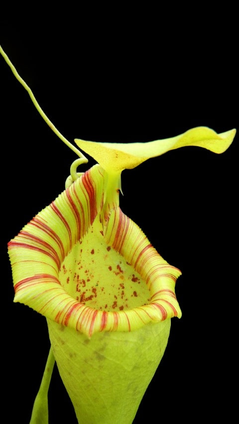 Close up of a Nepenthes green and red peristome on a black background 