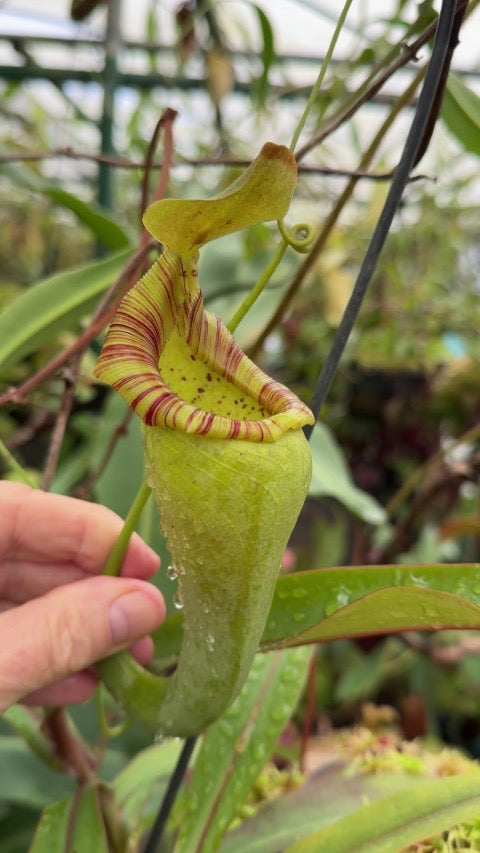 A hand holds a green Nepenthes pitcher against the leaves of a Nepenthes plant