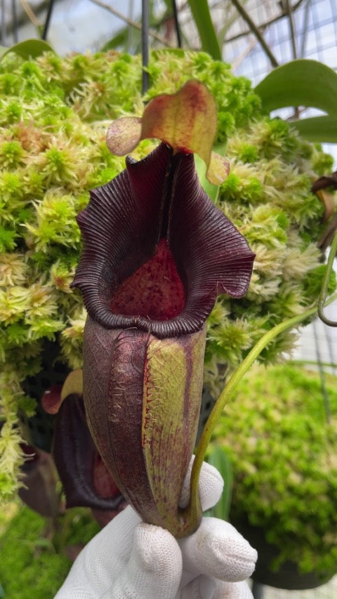 A hand holds a red and green Nepenthes pitcher against moss 