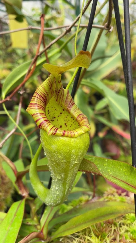 A green and red Nepenthes pitcher in a greenhouse