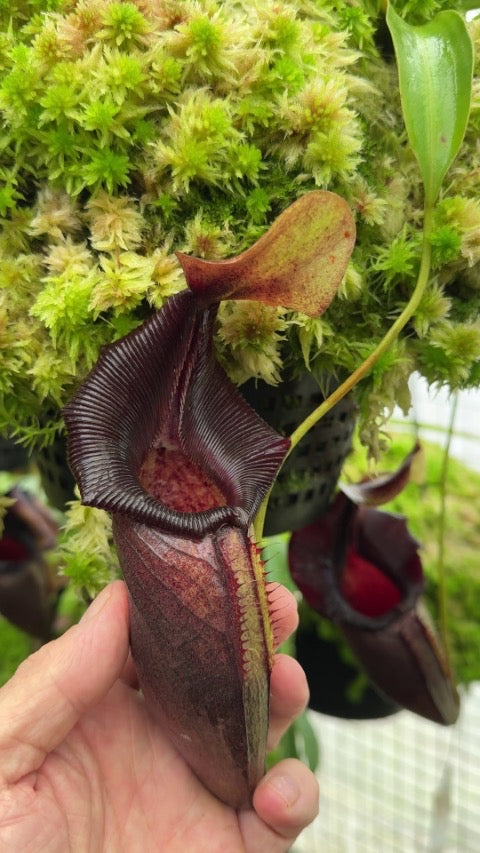 A hand holds a Nepenthes pitcher 