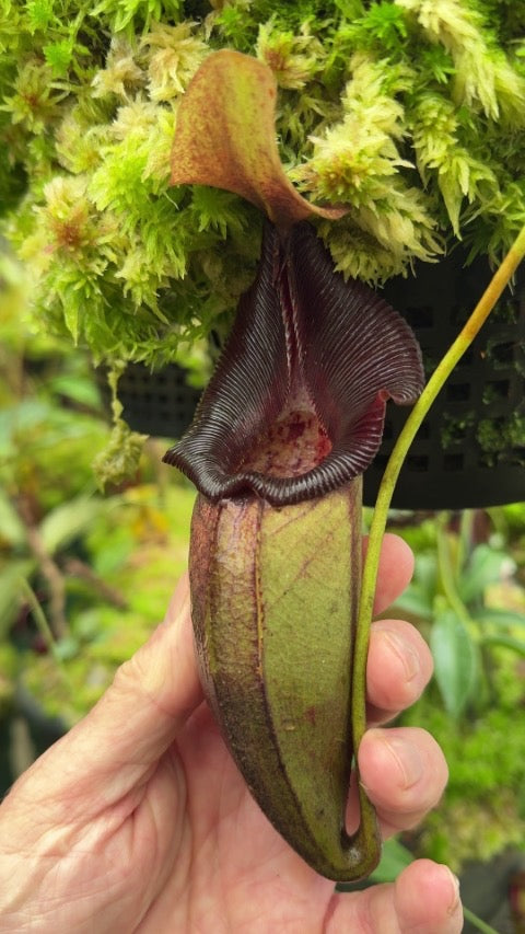 A green and red Nepenthes pitcher in a greenhouse
