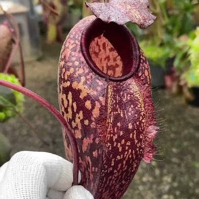 Close-up of a pitcher plant held by a gloved hand with a blurred garden background