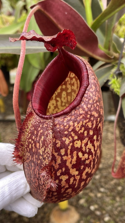 Close-up of a pitcher plant held by a gloved hand with a blurred garden background