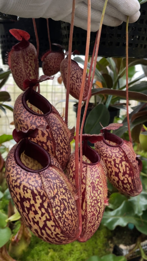 Several red Nepenthes pitchers hang in a greenhouse