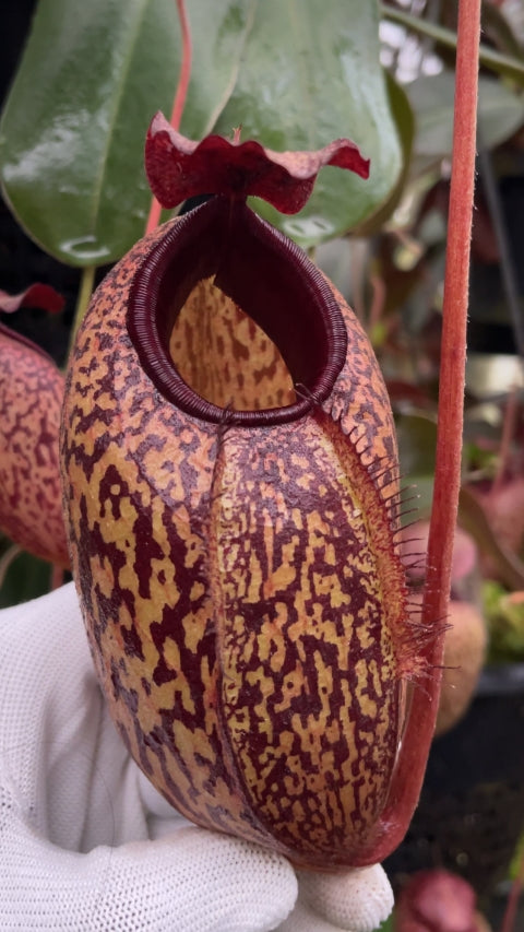 Close-up of a pitcher plant held by a gloved hand with a blurred garden background