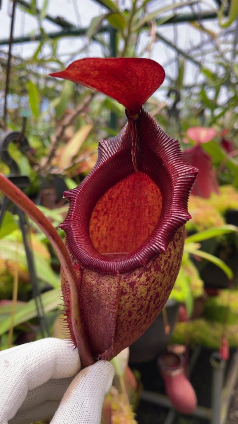 Nepenthes rajah x mira Potted