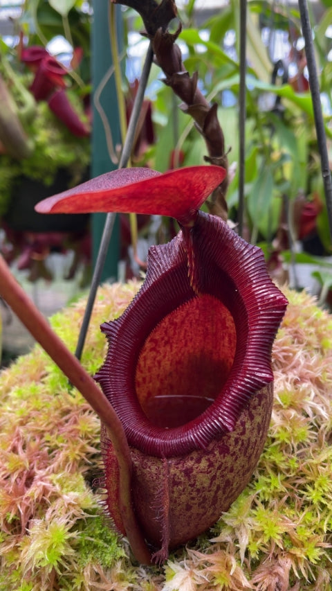 Nepenthes rajah x mira Potted