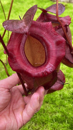 Nepenthes rajah x tenuis BE-4083