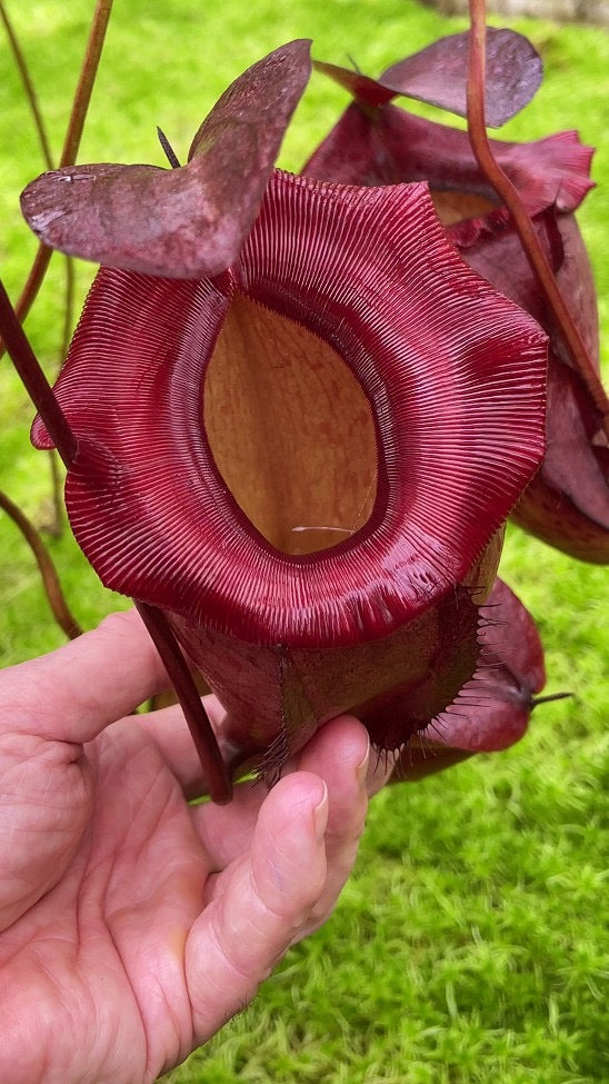 Nepenthes rajah x tenuis BE-4083