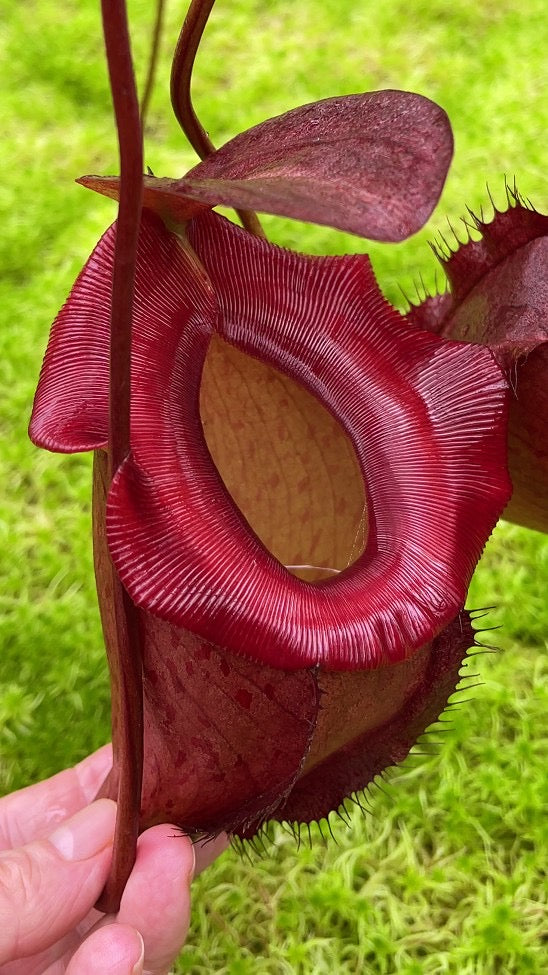 Nepenthes rajah x tenuis BE-4083