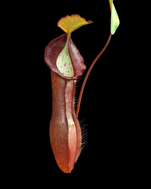 A potted Nepenthes ramispina x singalana plant with a dark, wine-red pitcher and a flaring peristome, against a black background.