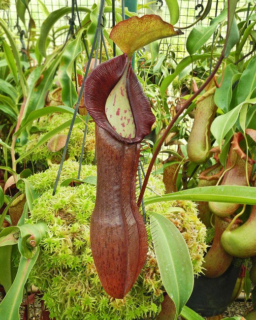 A large Nepenthes pitcher sits in a mossy pot with other pitchers