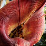 Nepenthes robcantleyi CalCarn Clone