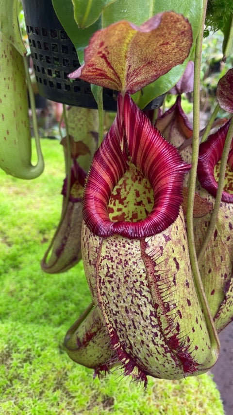 Several large red and green Nepenthes pitchers hang in a greenhouse 