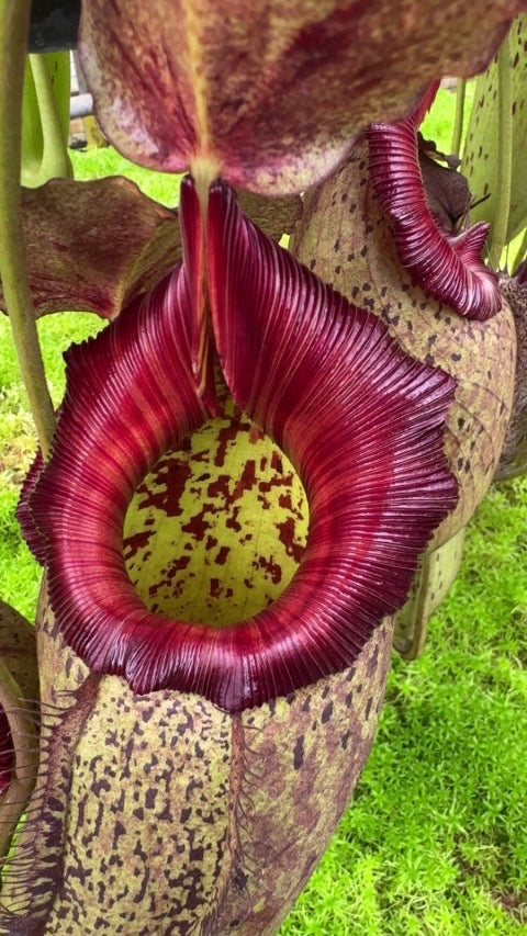 A close up of a red and green Nepenthes pitcher 