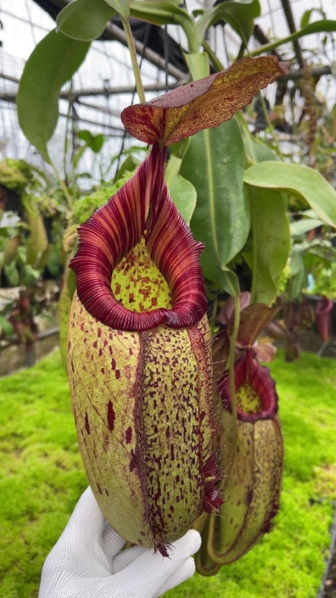 A hand holds several large red and green Nepenthes pitchers in front of lots of moss
