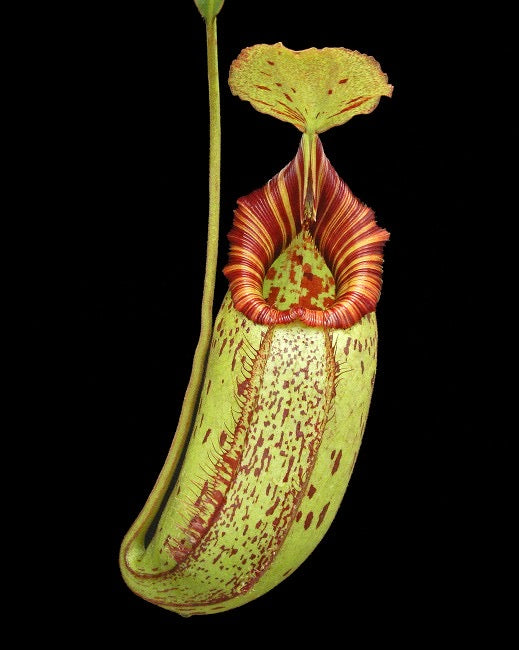 A red and green Nepenthes pitcher hangs in front of a black background 