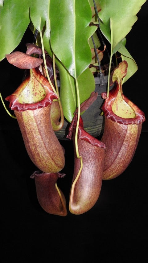 Hanging pitcher plants with green leaves and red-brown pitchers on a dark background