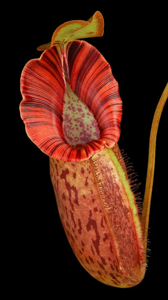 Nepenthes robcantleyi x spectabilis Potted