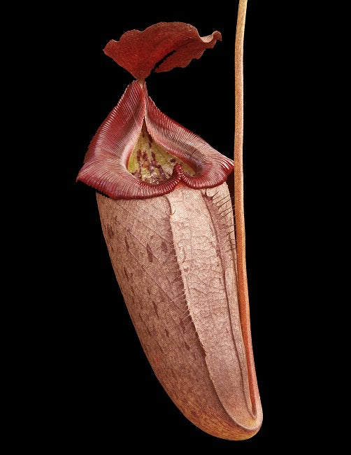 A close-up image of a Nepenthes plant with a red peristome and green textured leaves.