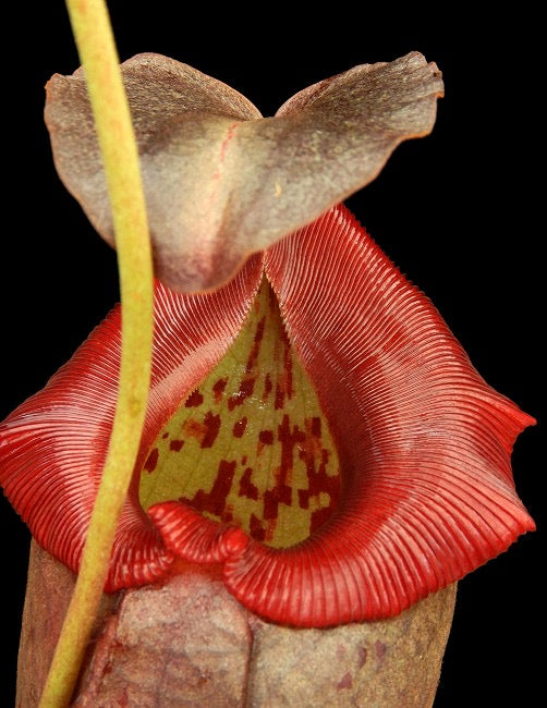 A close-up image of a Nepenthes plant with a red peristome and green textured leaves.
