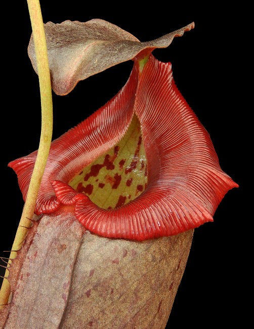 A close-up image of a Nepenthes plant with a red peristome and green textured leaves.
