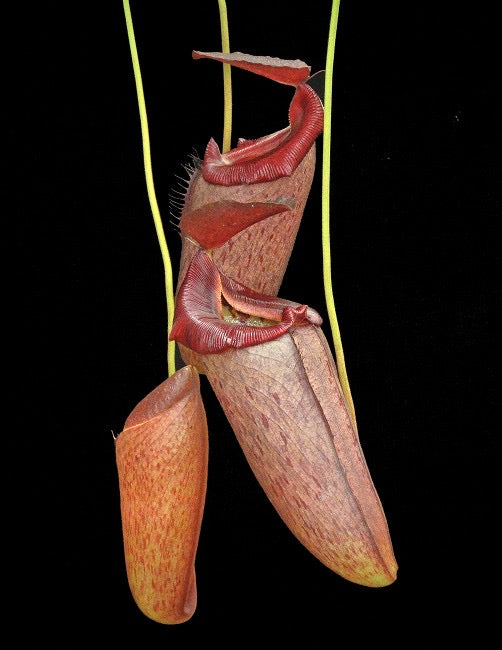 Image of Nepenthes pitchers with a red peristome