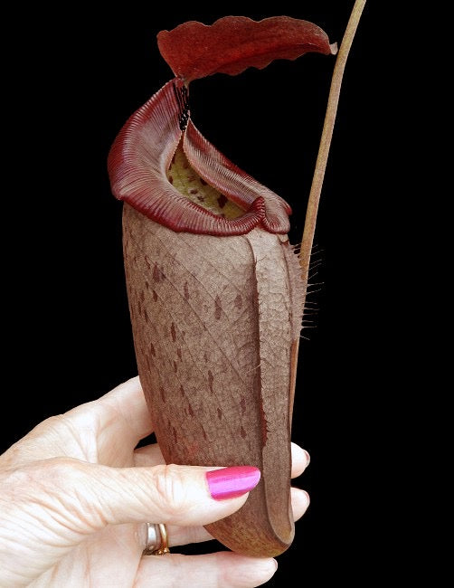 A close-up image of a Nepenthes plant with a red peristome and green textured leaves.