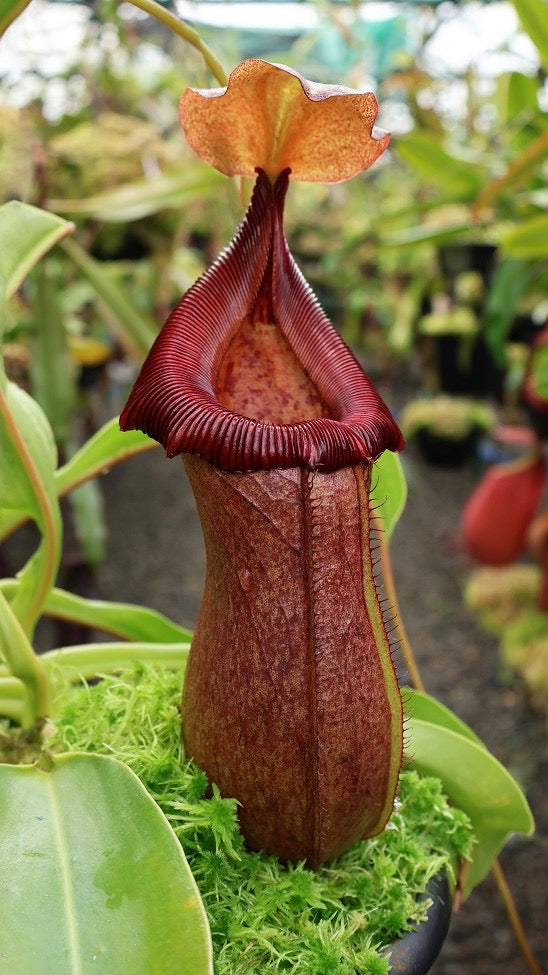 A red Nepenthes pitcher grows from green leaves in a mossy pot