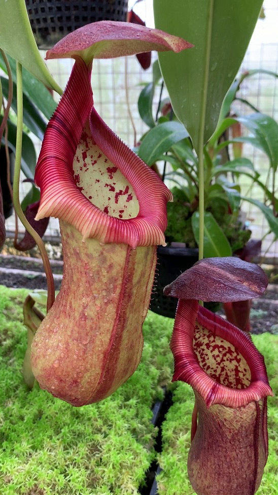 Two Nepenthes pitchers sit in moss
